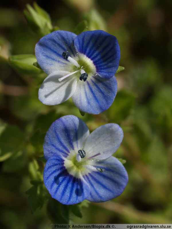 Trädgårdsveronika (V. persica). Blommor.